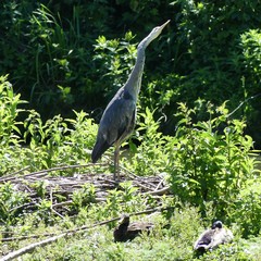 Ardea cinerea