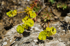 Euphorbia petrophila