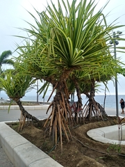 Pandanus tectorius