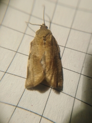 Choristoneura hebenstreitella