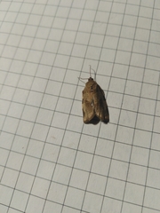 Choristoneura hebenstreitella