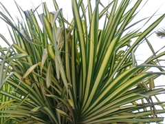 Pandanus tectorius