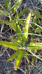 Kalanchoe daigremontiana