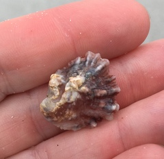 Ostreoidea