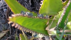 Kalanchoe daigremontiana