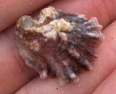 Ostreoidea