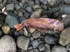 Black Bass photo 5
