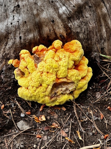 iNaturalist observation photo of Conifer Chicken of the Woods