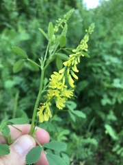 Melilotus officinalis