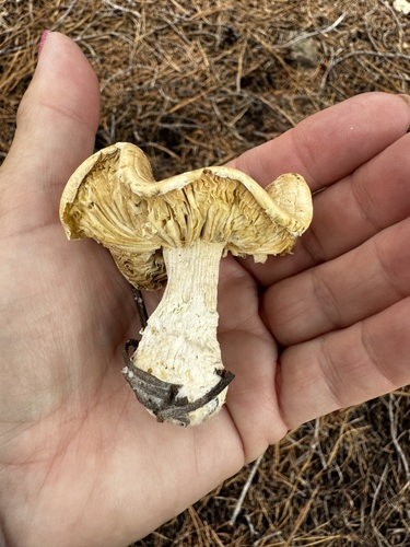 iNaturalist observation photo of Clitocybe albirhiza