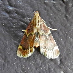 Hypsopygia intermedialis