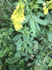 Melilotus officinalis