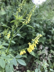 Melilotus officinalis