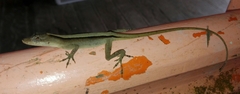 Anolis antonii