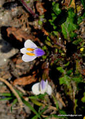 Mazus surculosus