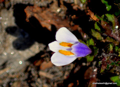 Mazus surculosus