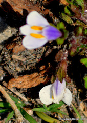 Mazus surculosus
