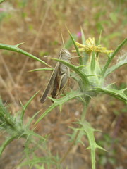 Calliptamus plebeius