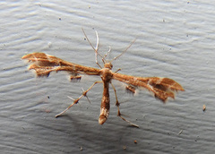 Geina periscelidactylus