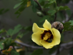 Hibiscus diversifolius
