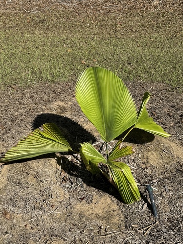 Foto de Licuala