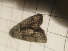 Cryphia fraudatricula