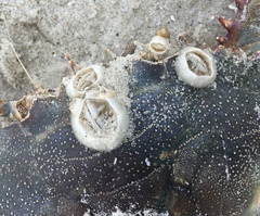 Chelonibia testudinaria