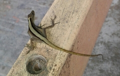 Anolis antonii