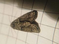 Cryphia fraudatricula