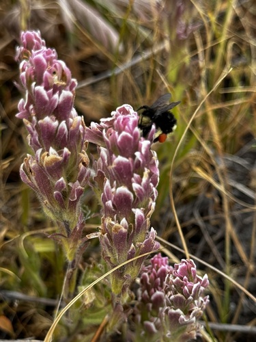 iNaturalist observation photo of Bumble Bees