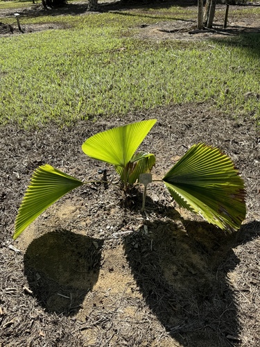Licuala