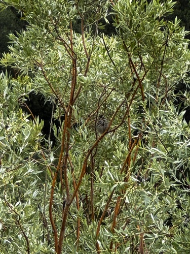 iNaturalist observation photo of New World Sparrows