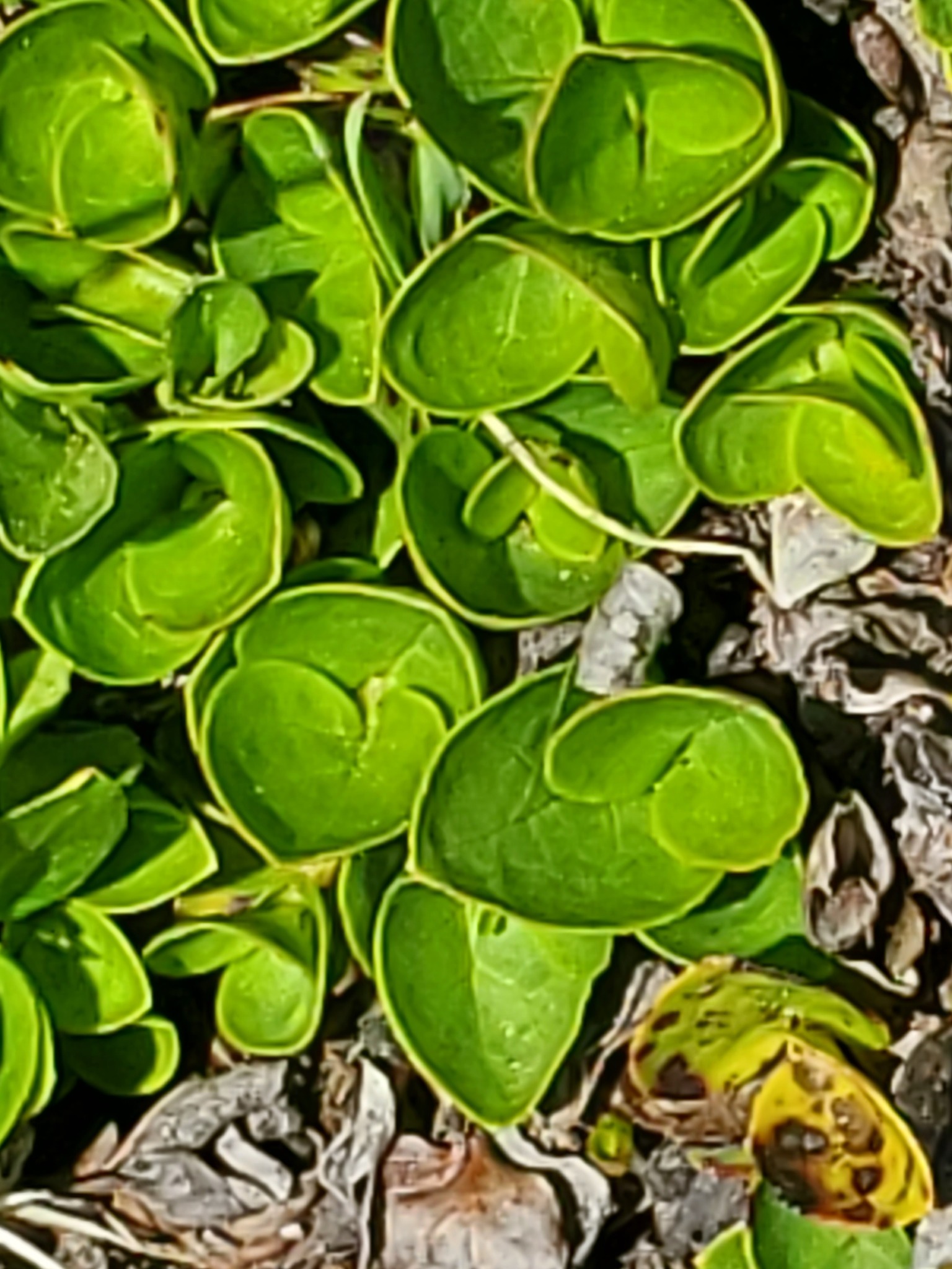Imagem de Gaultheria humifusa não possui um nome popular amplamente reconhecido no Brasil