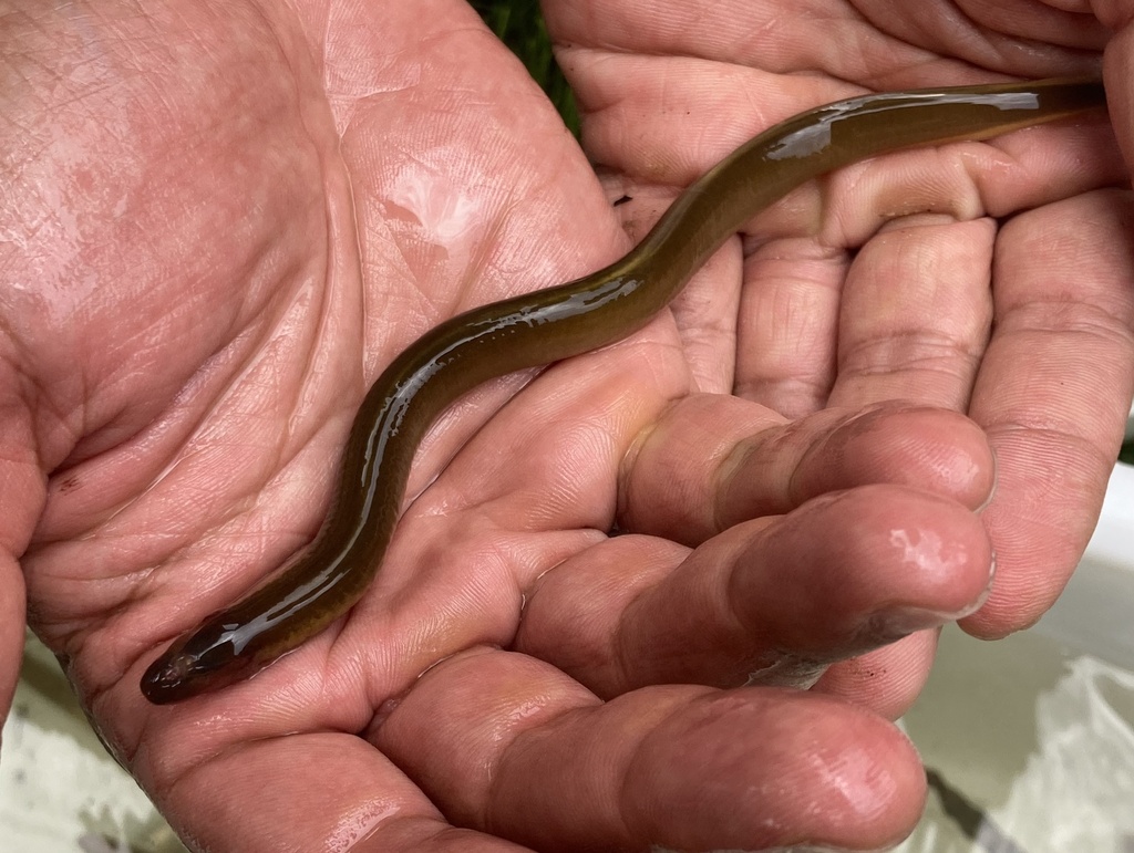 Allegheny brook lamprey (Ichthyomyzon greeleyi) — Petromyzontidae