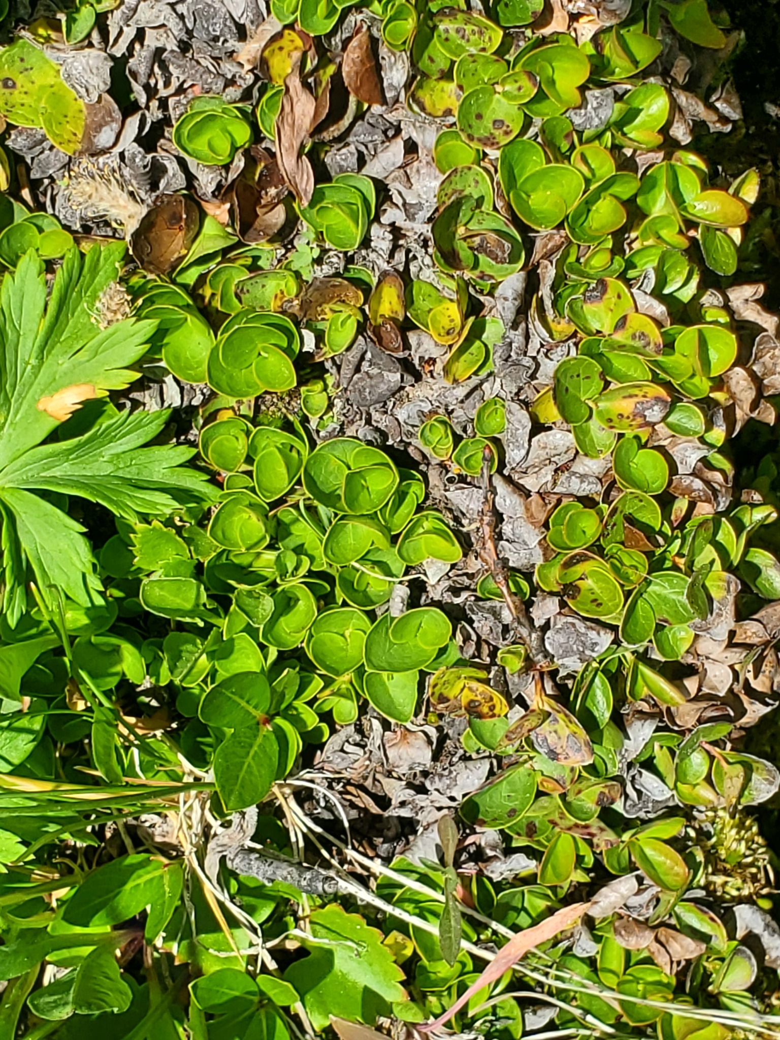 Imagem de Gaultheria humifusa não possui um nome popular amplamente reconhecido no Brasil