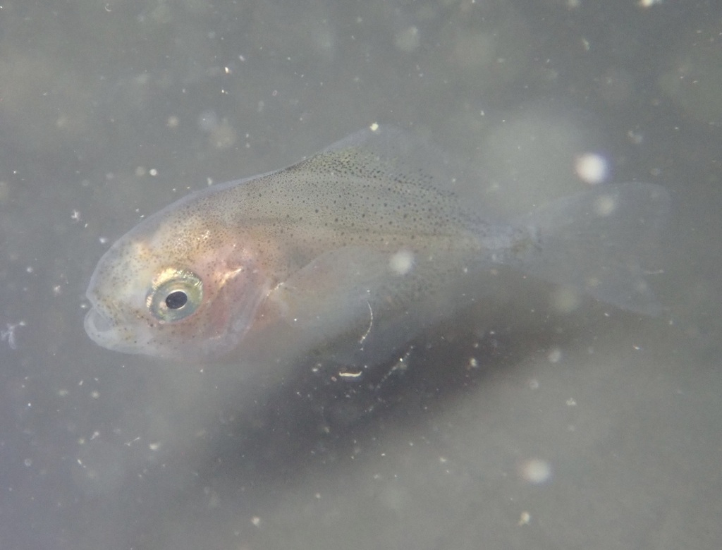 Pacific Butterfish