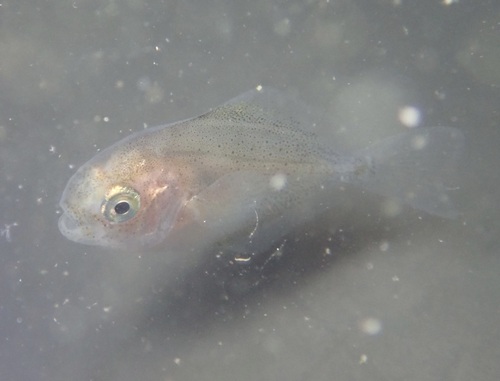 Pacific Butterfish