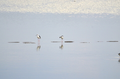 Himantopus himantopus