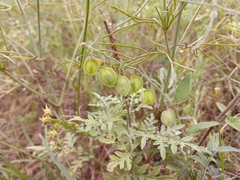 Hebecarpa ovatifolia