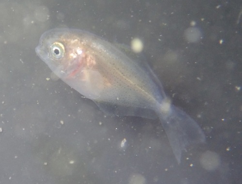 Butterfish (Peprilus simillimus) — Stromateidae — 3