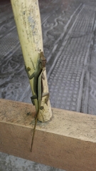 Anolis antonii