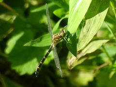 Stylogomphus sigmastylus