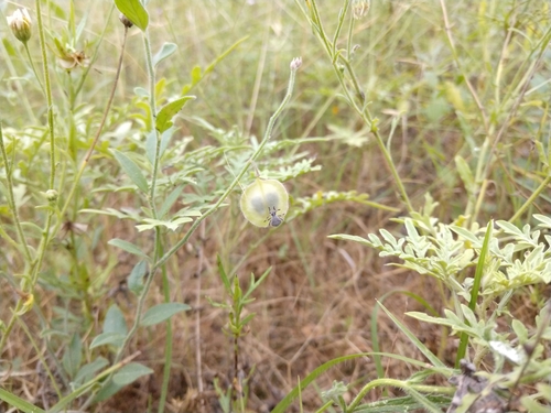 Image of Hebecarpa ovatifolia by (c) Cleveland Powell, some rights reserved (CC BY)