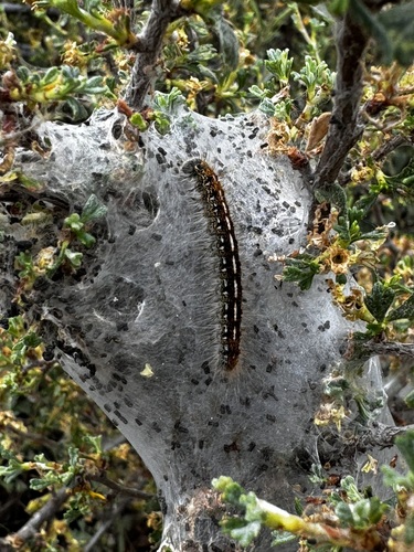 iNaturalist observation photo of Western Tent Caterpillar Moth
