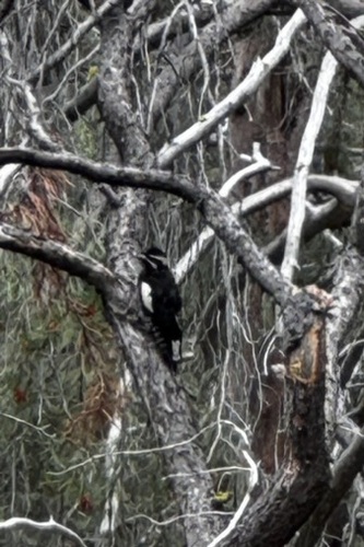 iNaturalist observation photo of Williamson's Sapsucker