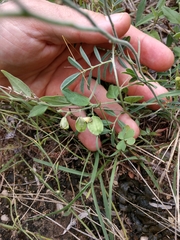 Hebecarpa ovatifolia