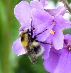Volucella bombylans