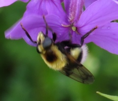 Volucella bombylans