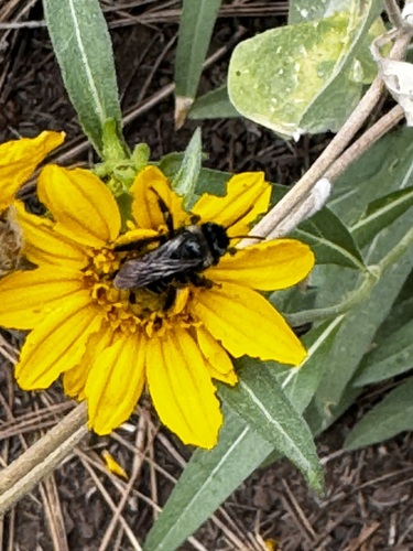 iNaturalist observation photo of Bees