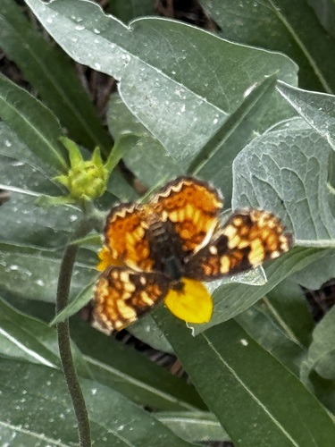 iNaturalist observation photo of Field Crescent